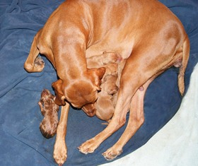 New Pups