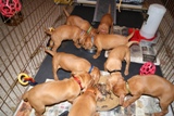 pup34day