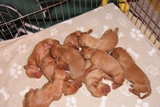 PUP1