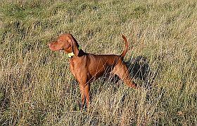 Dillon