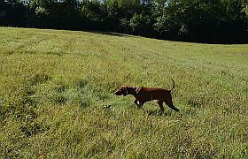Dillon