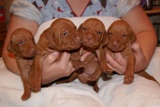 pup 17 day 1
