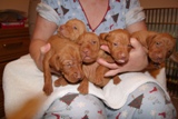 pup 17 day 2