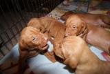 pup 17 day 3
