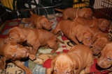 pup23-4