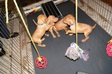 pup34sm2