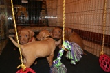 pup34day3sm