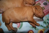 PupWK2-2
