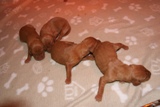 Pup2