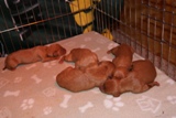 Pup3