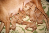 Pup4