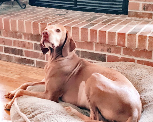 Sammy