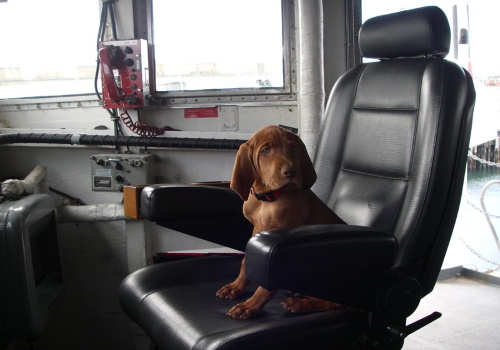 pup23-3