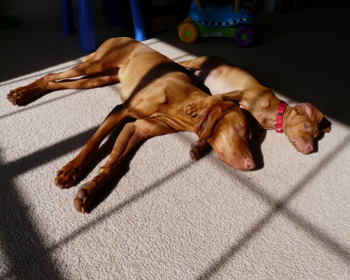PUP1