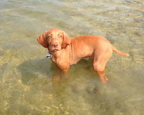 Pup2
