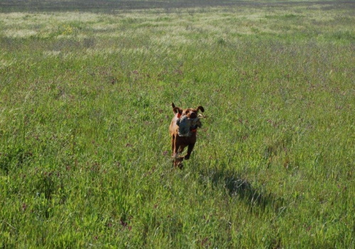 pup
