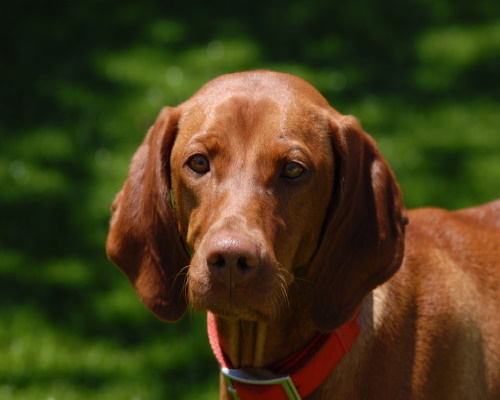 pup