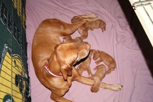 Pup