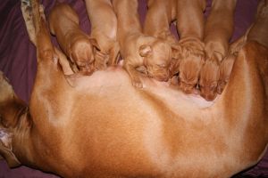 Pup