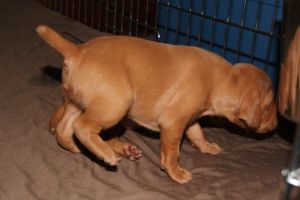 pup 17 day 1