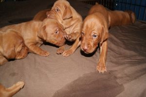 pup 17 day 3