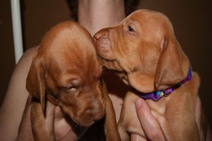pup23-4