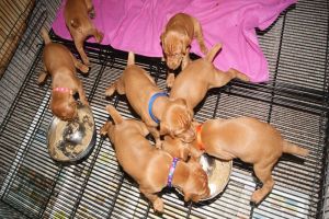 pup34day