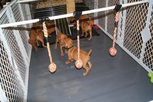 pup34sm2