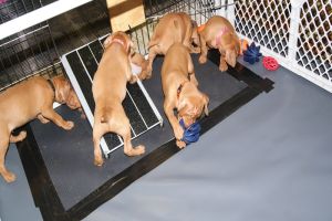 pup34daysm4