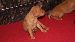 pup 17 day 2