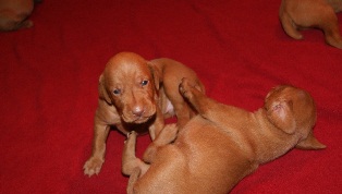 pup 17 day 3