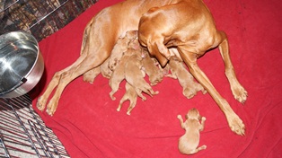 Pup2