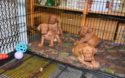 Pup Wk 2