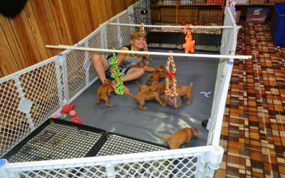PupWK2-3