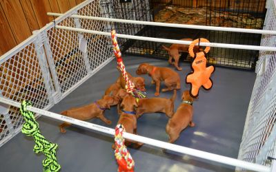 PupWK2-3