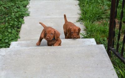 PupWK2-3