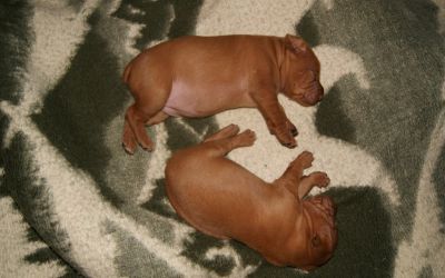 pup 17 day 1