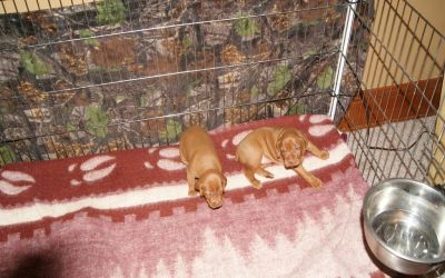pup 17 day 2