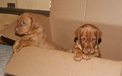pup23-2