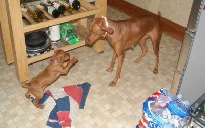 pup34day3sm