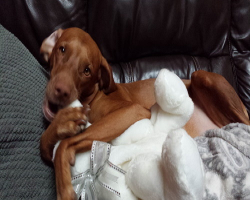 pup