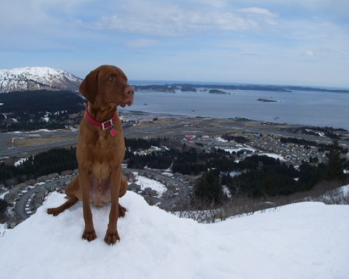 pup23-4