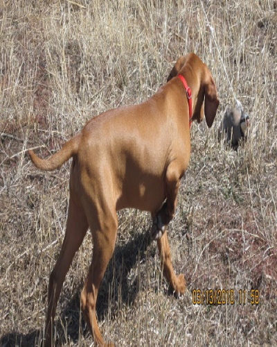 Sampson