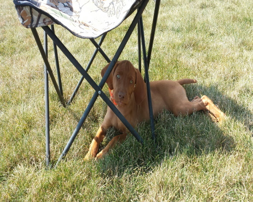 pup23-2