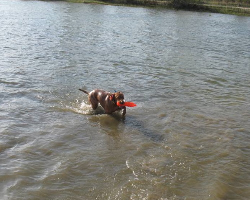 pup23-2
