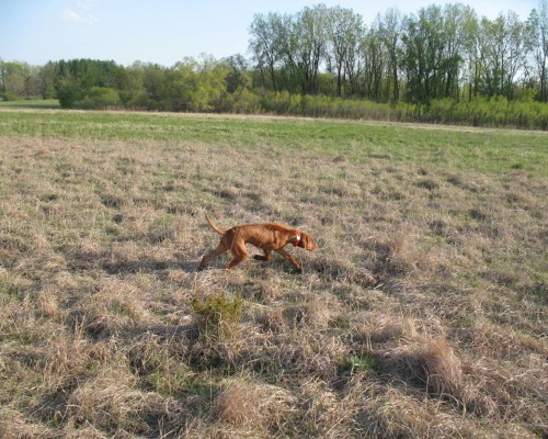 pup23-4